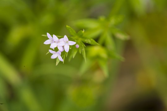Four Field madder Sherardia arvensis flowers