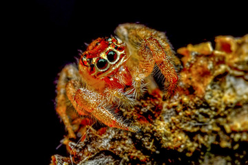 Close up  beautiful jumping spider  - Stock Image 