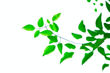 Obraz premium Delicate ornamental fresh green leaves floral detail on white background.
