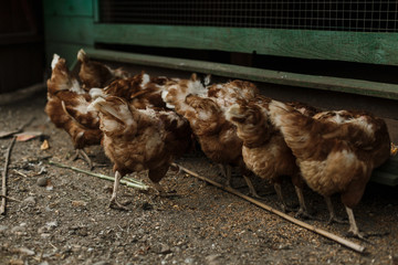 red hens walking around the yard, barnyard on a farm for breeding poultry