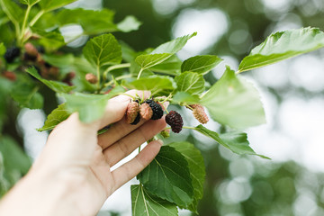  Girl picks the fruits of ripe mulberry from a tree branch