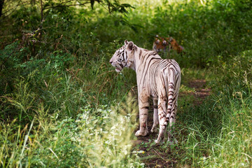 Fototapeta na wymiar Tiger is resting in the shadow/wild animal in the nature habitat