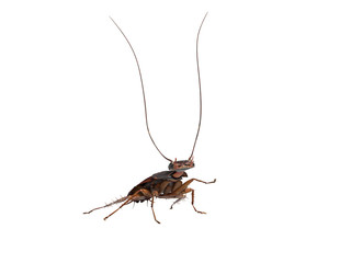 Cockroach raised his mustache up 3D render on white background no shadow