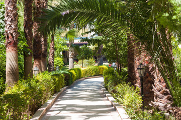 Palm trees. Tropical vacation concept. Sunny day.