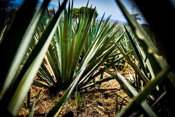 plantas de agave en tequila 