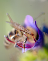 Bienen beim Honig suchen in einer blumigen Wiese