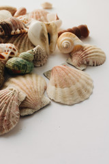 Pile of beautiful sea shells on white background
