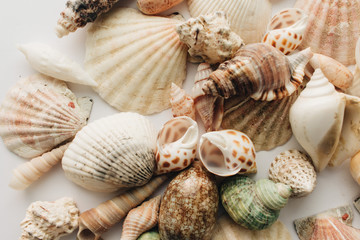 Pile of beautiful sea shells on white background