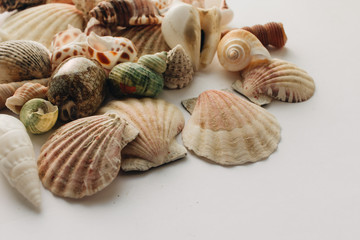 Pile of beautiful sea shells on white background