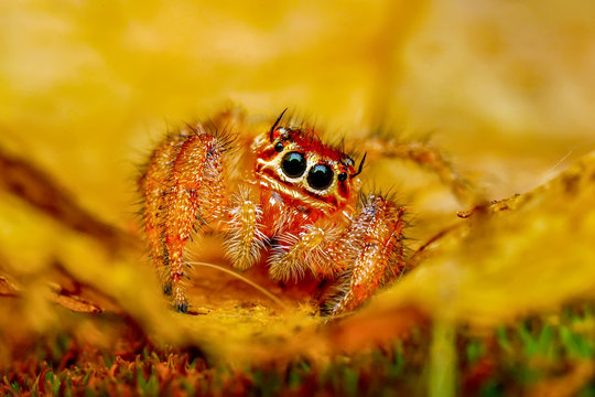 Close up  beautiful jumping spider  - Stock Image 