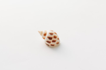 Pile of beautiful sea shells on white background