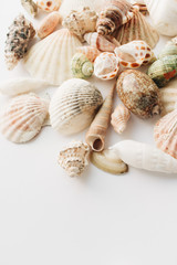 Pile of beautiful sea shells on white background