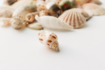 Pile of beautiful sea shells on white background