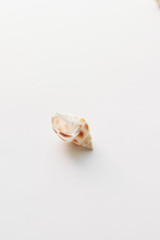 Pile of beautiful sea shells on white background