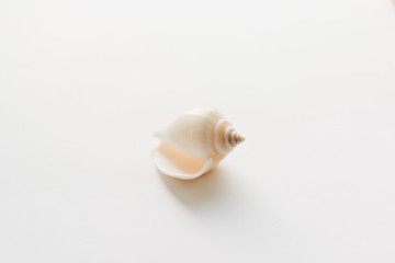 Pile of beautiful sea shells on white background