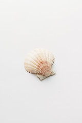 Pile of beautiful sea shells on white background