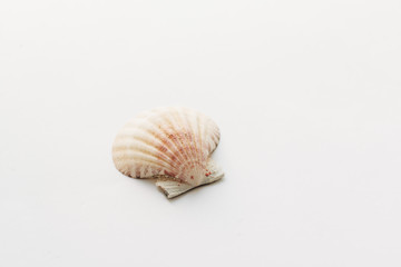 Pile of beautiful sea shells on white background