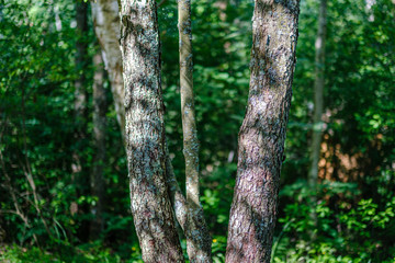 tree trunks on a dark green blur background in forest in summer