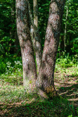 Obraz premium tree trunks on a dark green blur background in forest in summer