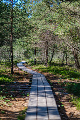 wooden plank footh path boardwalk in green foliage sourroundings