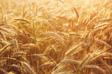golden wheat field background, beautiful rural scene