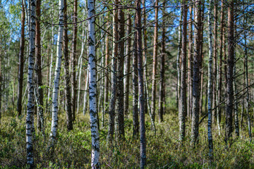 Fototapeta premium tree trunks on a dark green blur background in forest in summer
