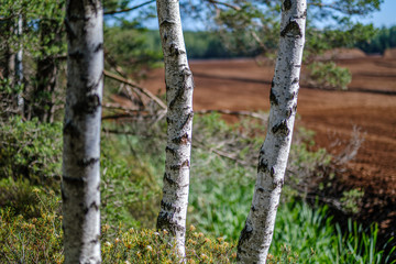 tree trunks on a dark green blur background in forest in summer