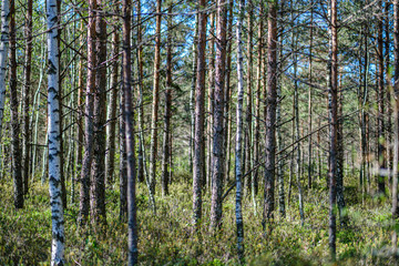 tree trunks on a dark green blur background in forest in summer