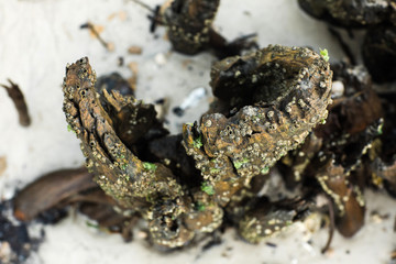 Hermit crabs sitting on driftwood and tree trunks at the beach with barnacles during low tide at a Flrorida beach
