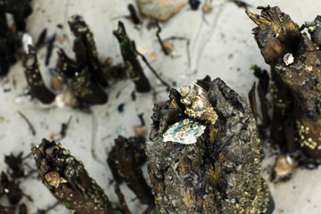 Hermit crabs sitting on driftwood and tree trunks at the beach with barnacles during low tide at a Flrorida beach