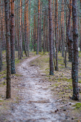 Fototapeta premium tree trunks on a dark green blur background in forest in summer