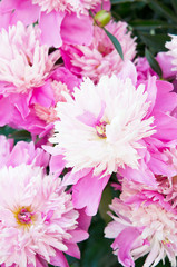 Close up of beautiful pink peony flowers. Natural background. - Image
