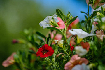 Obraz premium colorful summer small flowers on green blur background