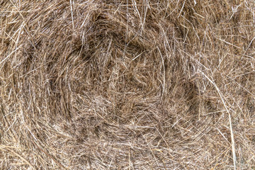 Frontal view of a bale of rolled dry straw
