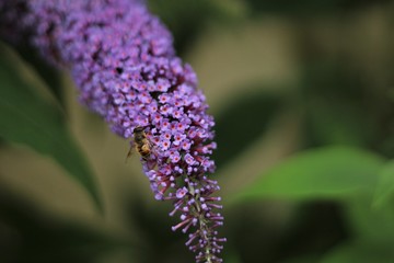 Bees and Buddleia  