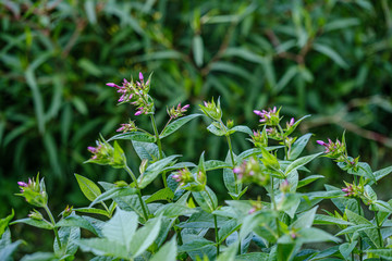 Fototapeta premium colorful summer small flowers on green blur background