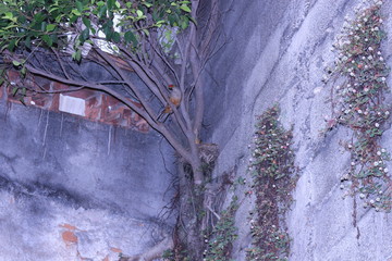 Bird feeding his young