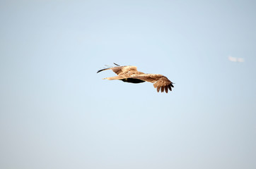 鳶