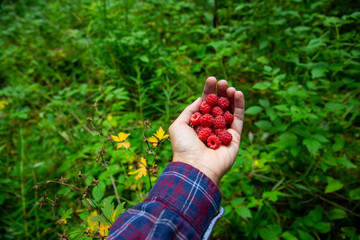 Ripe forest raspberry on woman's hand