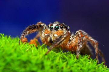 Close up  beautiful jumping spider  - Stock Image 