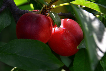 Red plum fruits on branch with green leaves growing in the garden