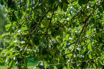 green leaves on blur background. vegetation foliage abstract