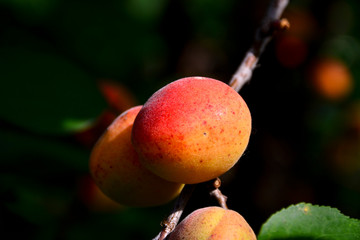 A bunch of ripe apricots branch