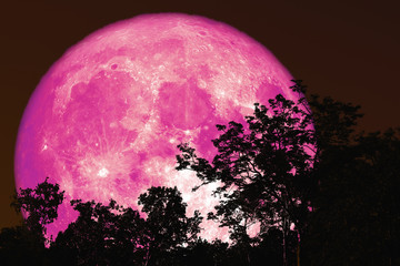 full sap moon back on silhouette plant and trees on night sky