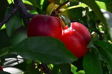 Red plum fruits on branch with green leaves growing in the garden