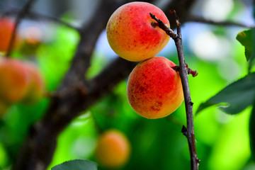 A bunch of ripe apricots branch