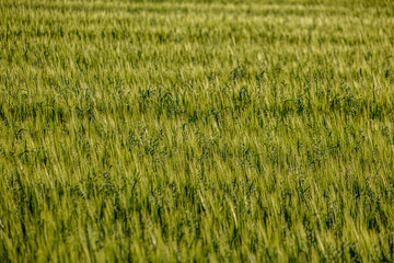 endless fields of crop ready for harvest in countryside