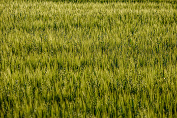 endless fields of crop ready for harvest in countryside