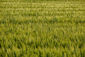 endless fields of crop ready for harvest in countryside