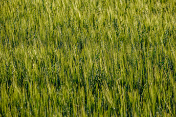 endless fields of crop ready for harvest in countryside